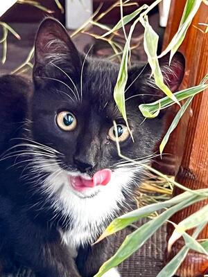 Zino - Aufgeweckter Katzenjunge, ca. 4 Monate, Mischling Jungtier - Kater 3