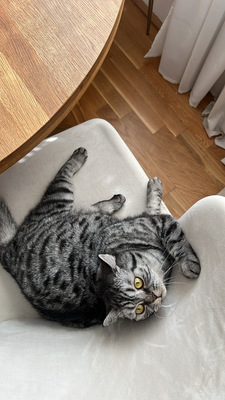 Zizi, BKH Hauskatze - Katze