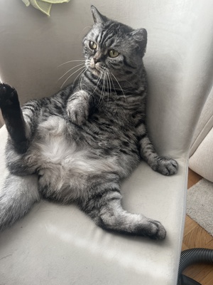 Zizi, BKH Hauskatze - Katze