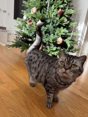 Zizi, BKH Hauskatze - Katze