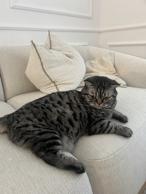 Zizi, BKH Hauskatze - Katze