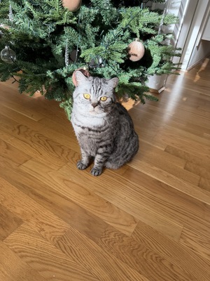 Zizi, BKH Hauskatze - Katze