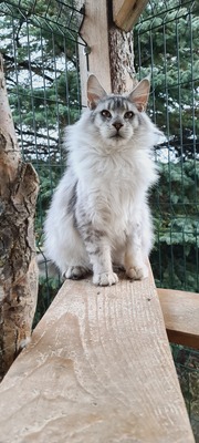 Zodiac, Maine Coon - Kater