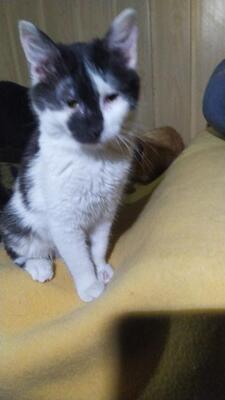 Zoe, Mischling - Katze
