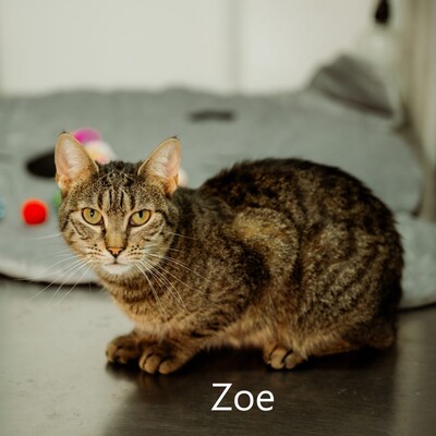 Zoe, geb. 2021, sucht liebevolles Zuhause, EKH - Katze