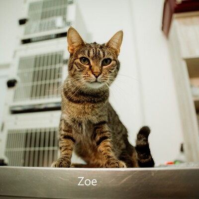 Zoe, geb. 2021, sucht liebevolles Zuhause, EKH - Katze