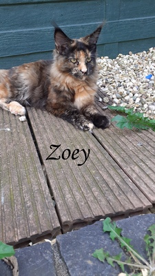 Zoey, Xanthi, Yannis, Maine Coon Jungtier - Katze 1