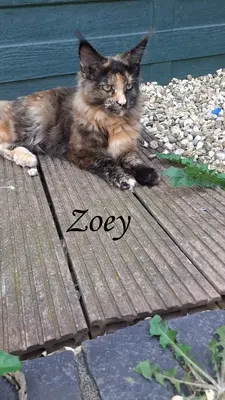 Zoey, Xanthi, Yannis, Maine Coon Jungtier - Katze