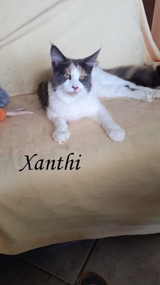 Zoey, Xanthi, Yannis, Maine Coon Jungtier - Katze