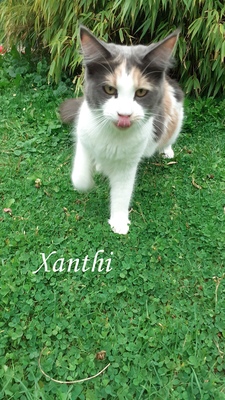 Zoey, Xanthi, Yannis, Maine Coon Jungtier - Katze