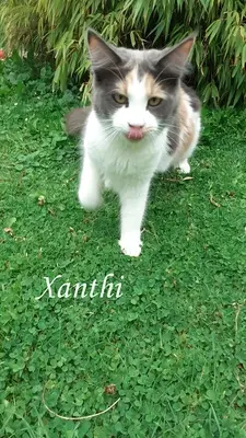 Zoey, Xanthi, Yannis, Maine Coon Jungtier - Katze