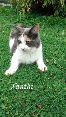 Zoey, Xanthi, Yannis, Maine Coon Jungtier - Katze