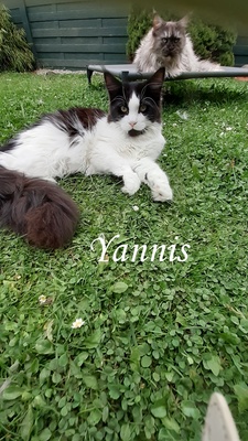 Zoey, Xanthi, Yannis, Maine Coon Jungtier - Katze