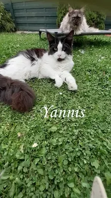 Zoey, Xanthi, Yannis, Maine Coon Jungtier - Katze