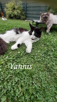 Zoey, Xanthi, Yannis, Maine Coon Jungtier - Katze