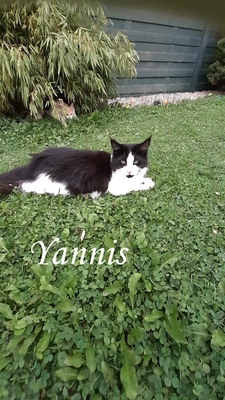 Zoey, Xanthi, Yannis, Maine Coon Jungtier - Katze