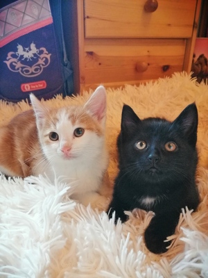 Zorro und Rudi, Hauskatze und Bombaykater Jungtier - Kater