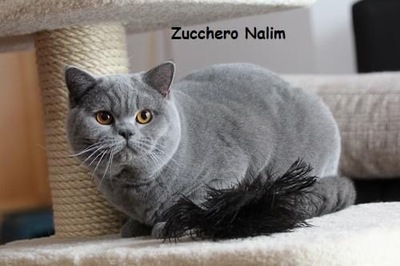 Zucchero Nalim, BKH REINRASSIGE - Kater