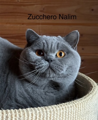 Zucchero Nalim, BKH REINRASSIGE - Kater