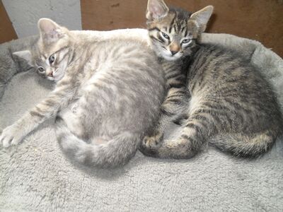 Zwei Kätzchen (Katze und Kater) abzugeben, 1 Kater & 1 Katze Jungtier - Katze