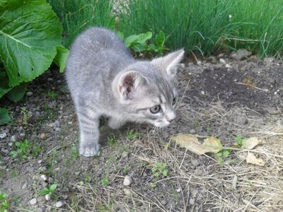 Zwei Kätzchen (Katze und Kater) abzugeben, 1 Kater & 1 Katze Jungtier - Katze