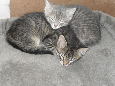 Zwei Kätzchen (Katze und Kater) abzugeben, 1 Kater & 1 Katze Jungtier - Katze