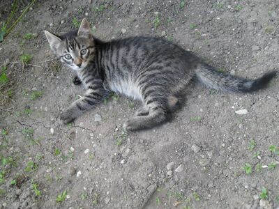 Zwei Kätzchen (Katze und Kater) abzugeben, 1 Kater & 1 Katze Jungtier - Katze
