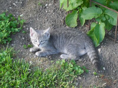 Zwei Kätzchen (Katze und Kater) abzugeben, 1 Kater & 1 Katze Jungtier - Katze