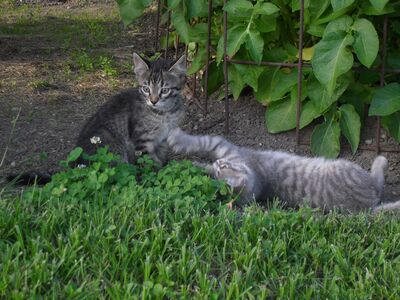 Zwei Kätzchen (Katze und Kater) abzugeben, 1 Kater & 1 Katze Jungtier - Katze