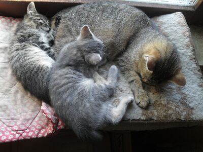 Zwei Kätzchen (Katze und Kater) abzugeben, 1 Kater & 1 Katze Jungtier - Katze