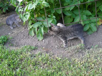 Zwei Kätzchen (Katze und Kater) abzugeben, 1 Kater & 1 Katze Jungtier - Katze