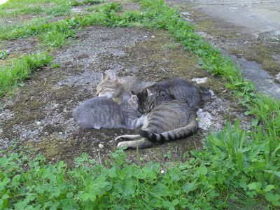 Zwei Kätzchen (Katze und Kater) abzugeben, 1 Kater & 1 Katze Jungtier - Katze