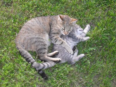 Zwei Kätzchen (Katze und Kater) abzugeben, 1 Kater & 1 Katze Jungtier - Katze