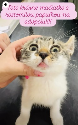 Zwei kleine Herzen Leo & Lea suchen ein liebevolles Zuhause 🏡❤️, Babykatzen Jungtier - Katze