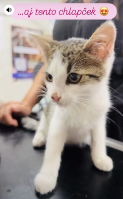 Zwei kleine Herzen Leo & Lea suchen ein liebevolles Zuhause 🏡❤️, Babykatzen Jungtier - Katze