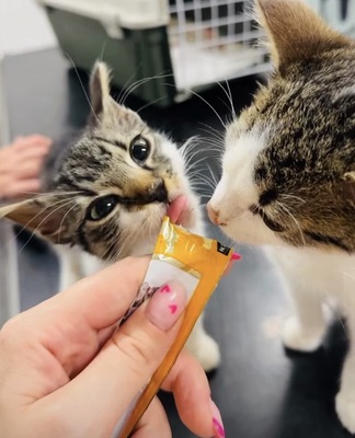 Zwei kleine Herzen Leo & Lea suchen ein liebevolles Zuhause 🏡❤️, Babykatzen Jungtier - Katze