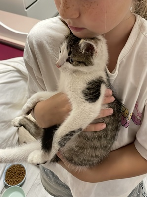 Zwei kleine Herzen Leo & Lea suchen ein liebevolles Zuhause 🏡❤️, Babykatzen Jungtier - Katze