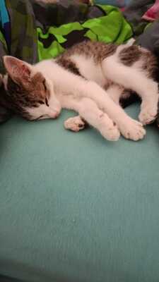Zwei kleine Herzen Leo & Lea suchen ein liebevolles Zuhause 🏡❤️, Babykatzen Jungtier - Katze