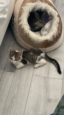 Zwei kleine Herzen Leo & Lea suchen ein liebevolles Zuhause 🏡❤️, Babykatzen Jungtier - Katze