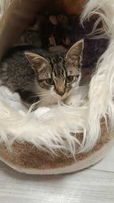 Zwei kleine Herzen Leo & Lea suchen ein liebevolles Zuhause 🏡❤️, Babykatzen Jungtier - Katze