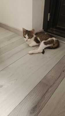 Zwei kleine Herzen Leo & Lea suchen ein liebevolles Zuhause 🏡❤️, Babykatzen Jungtier - Katze