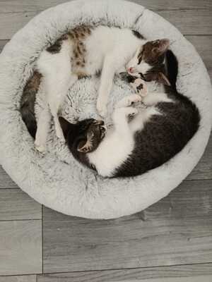 Zwei kleine Herzen Leo & Lea suchen ein liebevolles Zuhause 🏡❤️, Babykatzen Jungtier - Katze