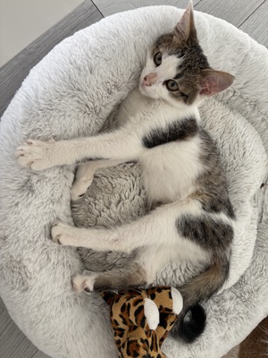 Zwei kleine Herzen Leo & Lea suchen ein liebevolles Zuhause 🏡❤️, Babykatzen Jungtier - Katze