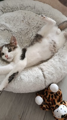 Zwei kleine Herzen Leo & Lea suchen ein liebevolles Zuhause 🏡❤️, Babykatzen Jungtier - Katze