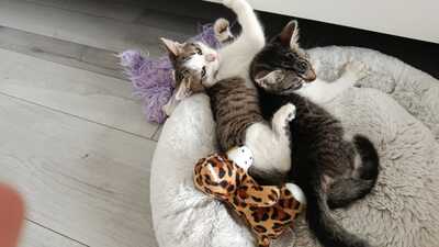 Zwei kleine Herzen Leo & Lea suchen ein liebevolles Zuhause 🏡❤️, Babykatzen Jungtier - Katze