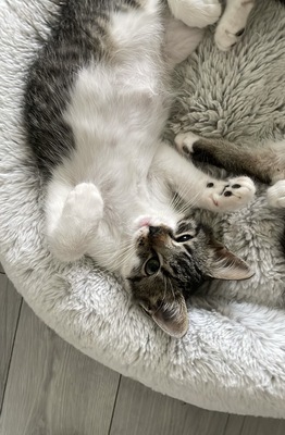 Zwei kleine Herzen Leo & Lea suchen ein liebevolles Zuhause 🏡❤️, Babykatzen Jungtier - Katze