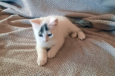 Zwerg Betty, Eur. Kurzhaar Jungtier - Katze