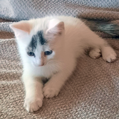 Zwerg Betty, Eur. Kurzhaar Jungtier - Katze