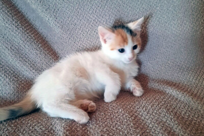 Zwerg Dory, Europ. Kurzhaar Jungtier - Katze