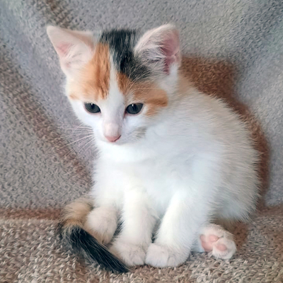 Zwerg Dory, Europ. Kurzhaar Jungtier - Katze
